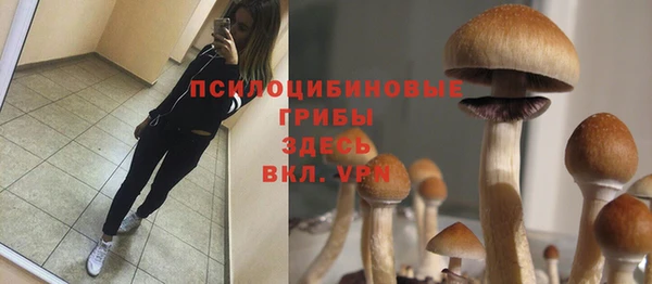 ГАЛЛЮЦИНОГЕННЫЕ ГРИБЫ Аркадак